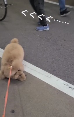 リードを引いても動かない犬