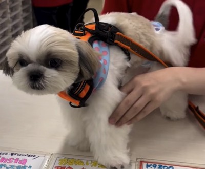 トリミング終了後の犬