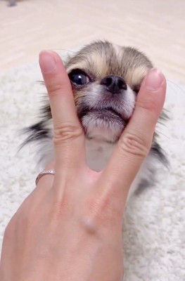 指に顔を乗せるくるみちゃん