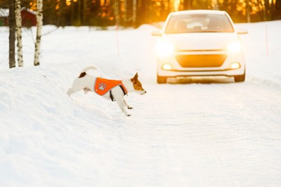 車の前に飛び出す犬