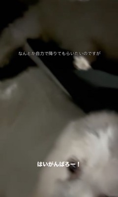 微動だにしない超大型犬たち