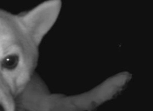 監視カメラに映るわさびちゃん3