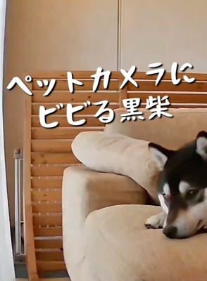 ペットカメラを動かす