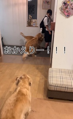 駆け寄る大型犬たち