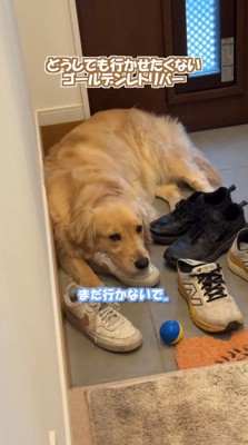 靴の上に寝て動かない犬
