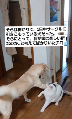 そらちゃんの変化5