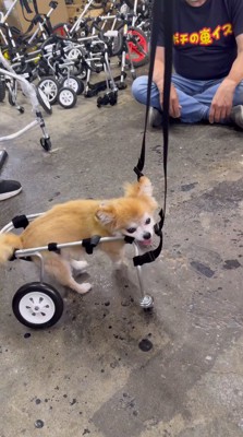 車椅子に乗って歩く犬