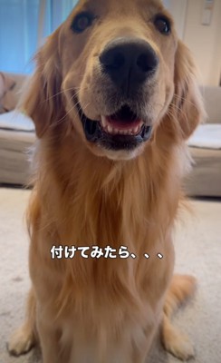 嬉しそうに笑顔を見せる犬