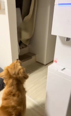 たくさん風船が出てきた時のさらちゃん