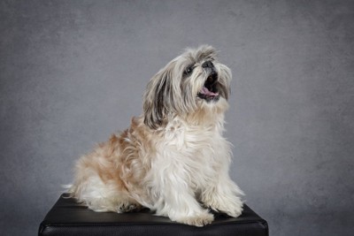 椅子の上で吠える犬