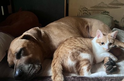 猫