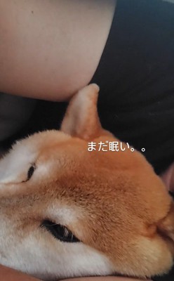 「まだねむたい…」