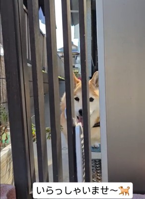 笑顔の信長くん