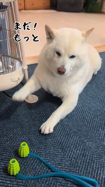 前足を伸ばしてマッサージを催促する柴犬