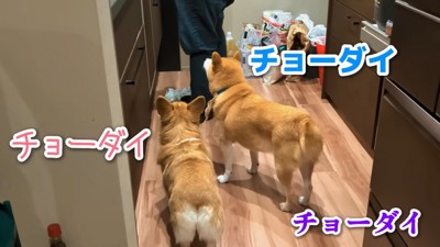 3匹揃っておねだり！