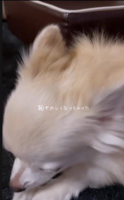 寝起きのありすちゃん6