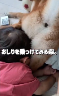 お尻を乗せる柴犬