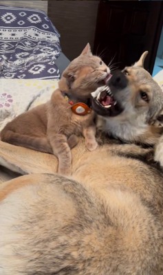 ワゾウスキくん&マイキーくん3