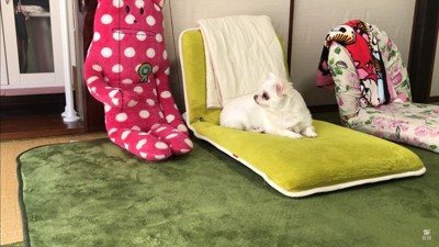 ドッキリに対するコハクくんの反応3