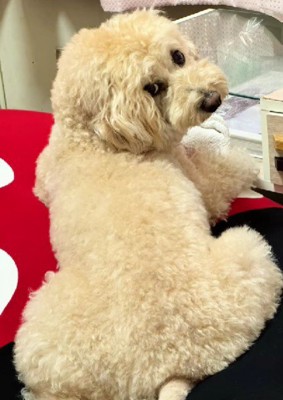 不思議な魅力を持つうにちゃんでした