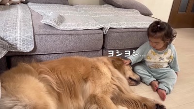 ほのちゃんがナデナデ