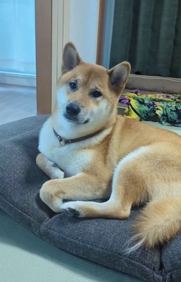 お風呂上がりのおでんくん