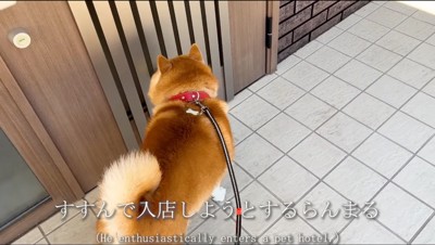 ペットホテルのドアに顔をつける犬