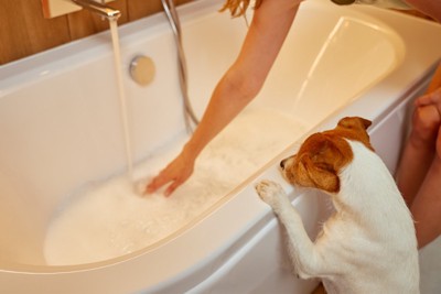 浴槽を覗き込む犬