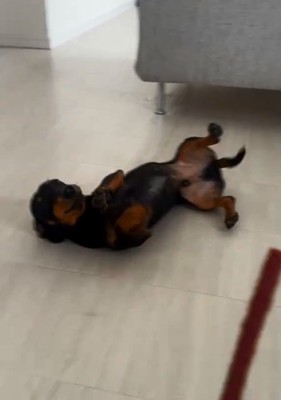 何度も転がるオーレくん