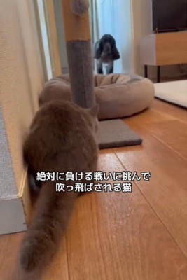 歩く犬