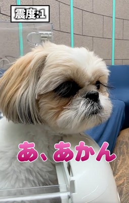 震え始めるココちゃん