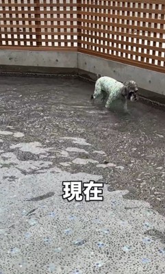 初めてプールに入ったそらまめ君6