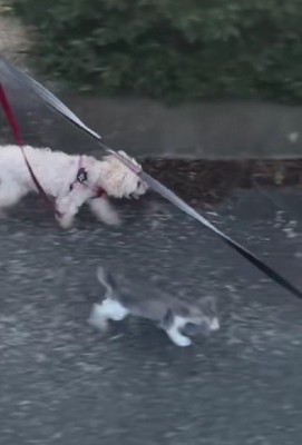 わんこについてきた♡