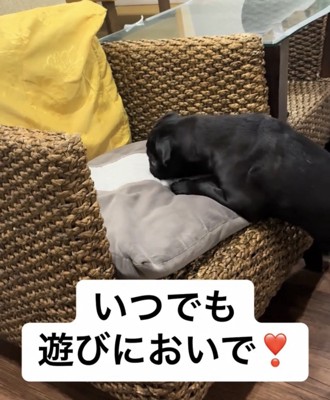 クッションのにおいを嗅ぐ犬