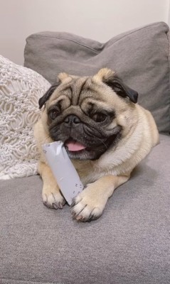 トイレットペーパーの芯を齧る春太くん7