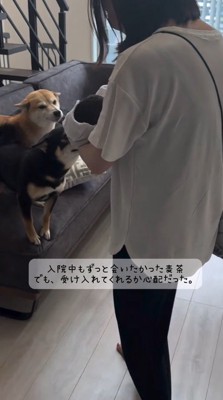 女性が抱っこしている赤ちゃんに駆け寄る2頭の犬