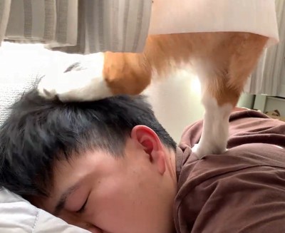 男性の頭に左足を乗せる犬