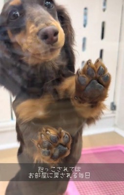 生後7ヶ月のむぎ茶ちゃん