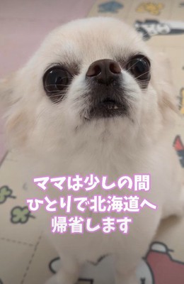 ママと5日間のお別れ