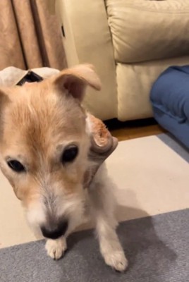 投稿主さんだと気づいたミントちゃん