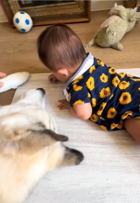 犬の手を触る飼い主さん