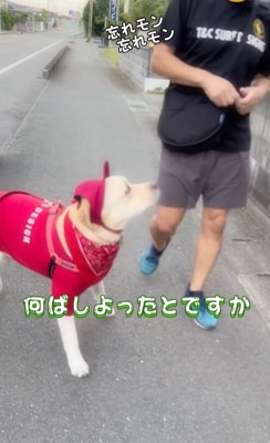 お父さんを見上げる大型犬