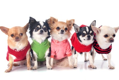 洋服を着用した5匹のチワワ
