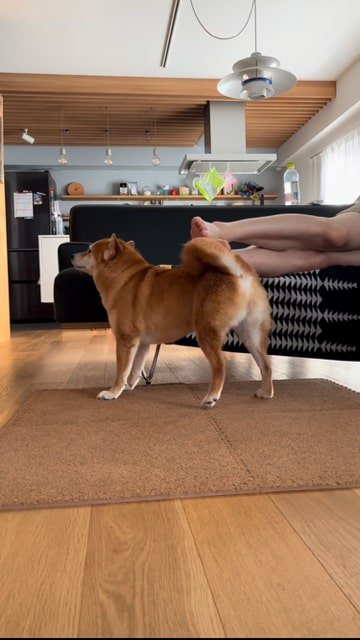 飼い主さんの足におしりを擦り付ける犬