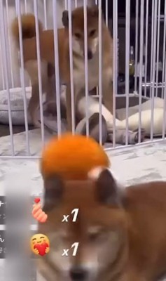 ロックくん&ボブくんのハプニング8