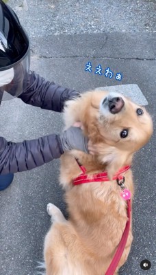 撫でてもらう犬2