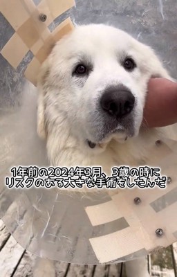 大きな手術をしたアレンくん