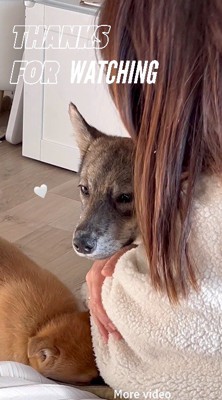 女性に抱きしめられる茶色い犬