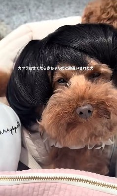 カツラを被ったワンコ4