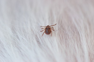 白い被毛にマダニ